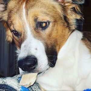 Meet your Posher, Steven